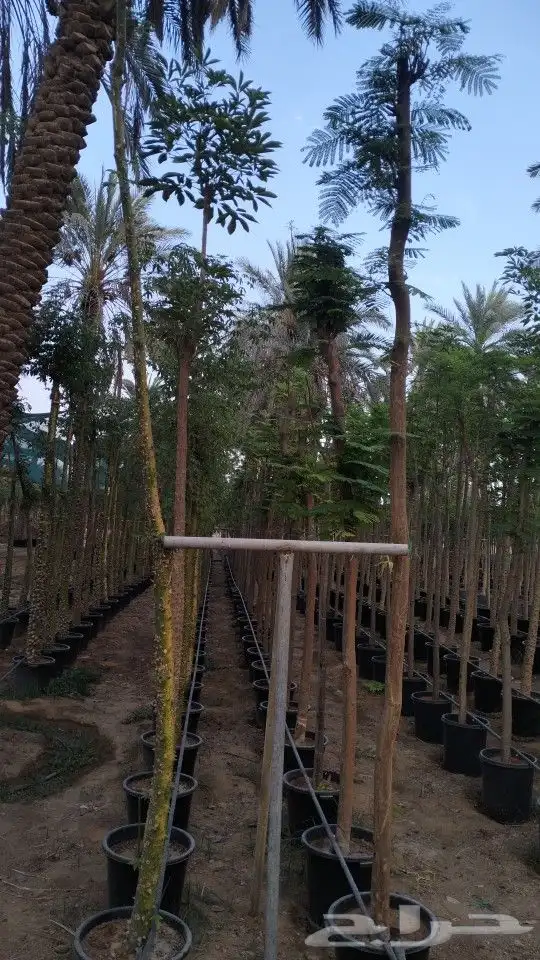 منسق حدائق 5
