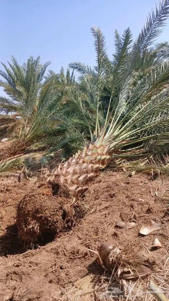 ابوعلي مختص في زرعت انخيل وزيتون الغلا 2