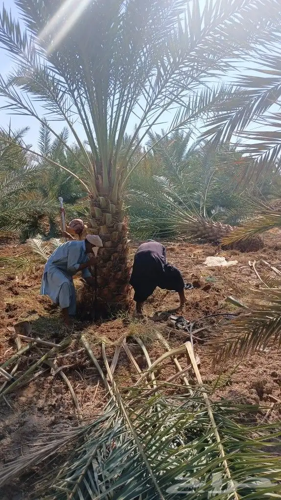 ابوعلي مختص في زرعت انخيل وزيتون الغلا 4