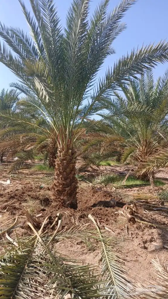 ابوعلي مختص في زرعت انخيل وزيتون الغلا 3