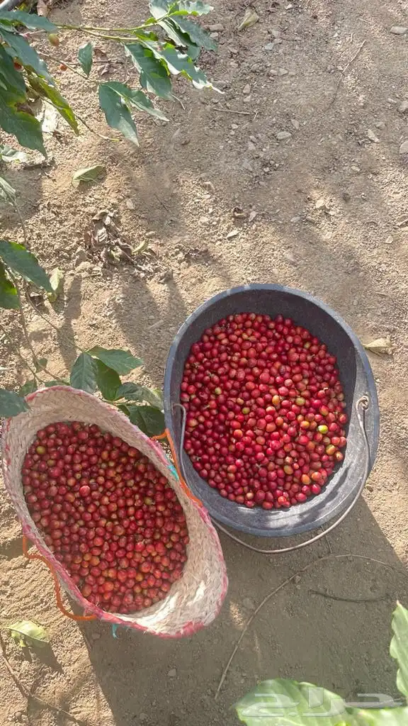 بن خولاني للبيع 6