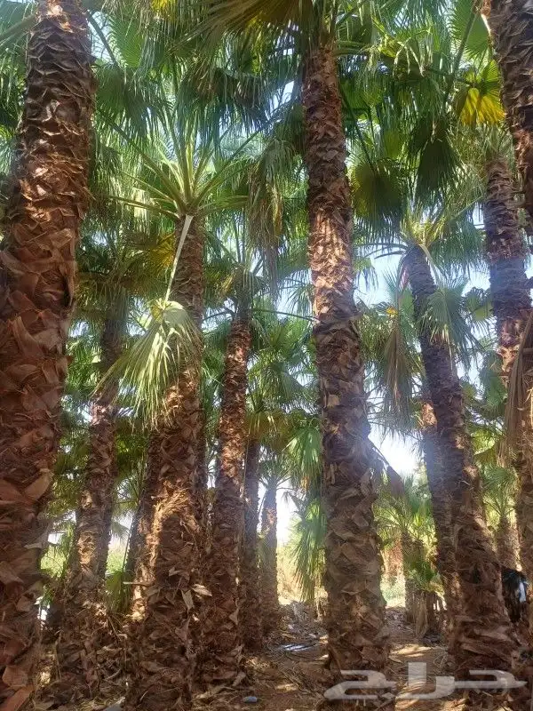 نخل واشنطن امريكي زينه 1