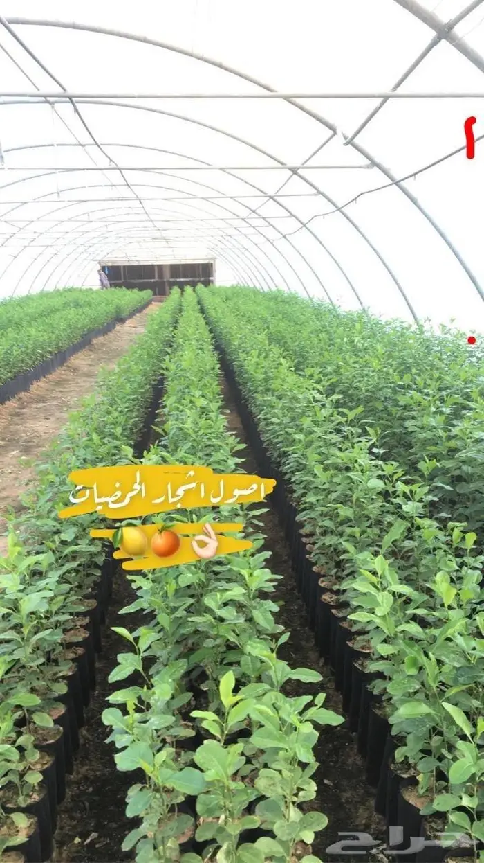 اشجار حمضيات للبيع 0