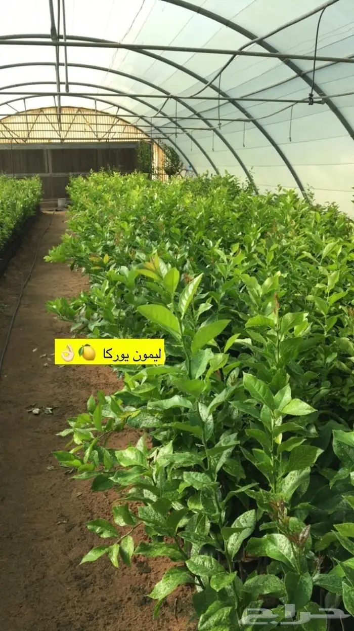 اشجار حمضيات للبيع 14