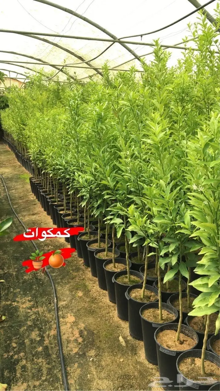 اشجار حمضيات للبيع 16