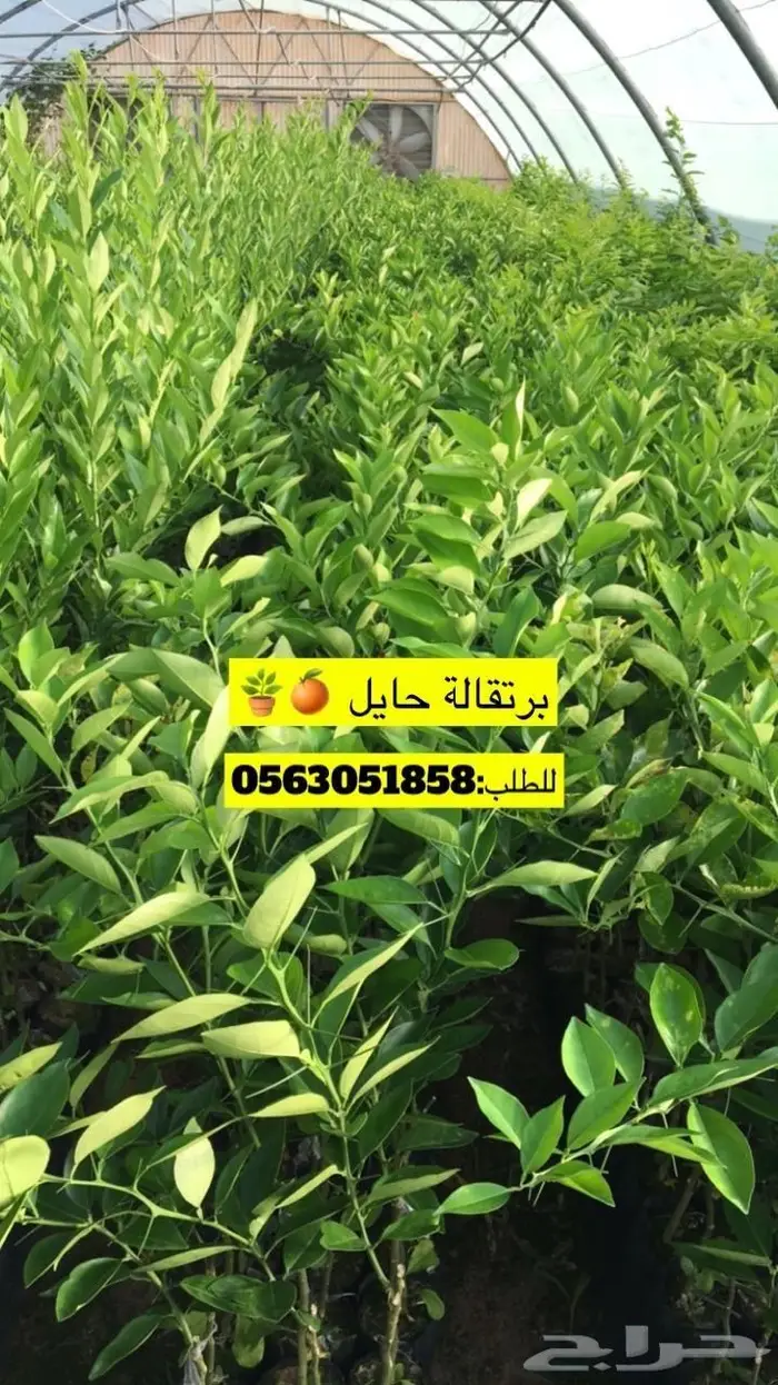 اشجار حمضيات للبيع 22