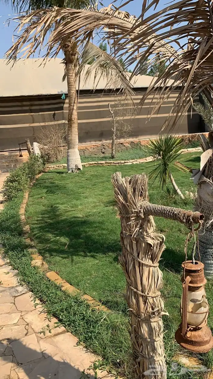 نجيله عشب طبيعي ثيل 20