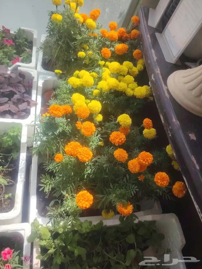 عشب طبيعي أشجار ونباتات 9