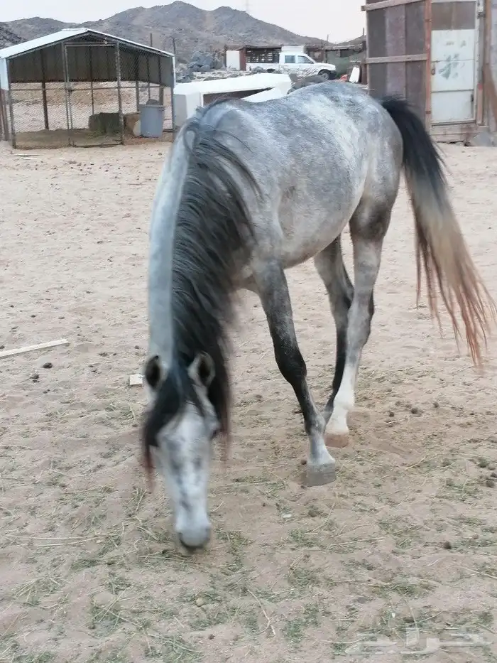 خيال اللبيع 0