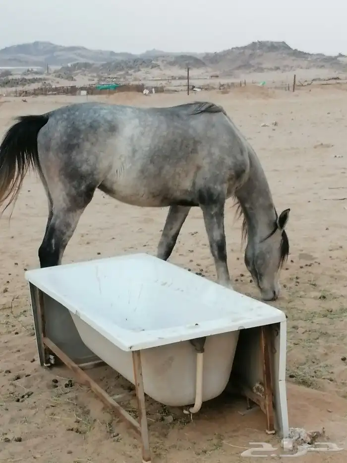 خيال اللبيع 2