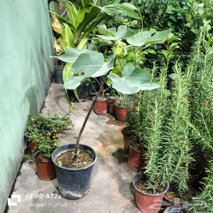 منسق حدائق 3