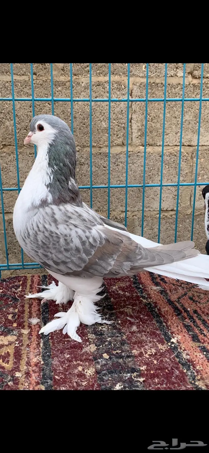 شيرازي 2