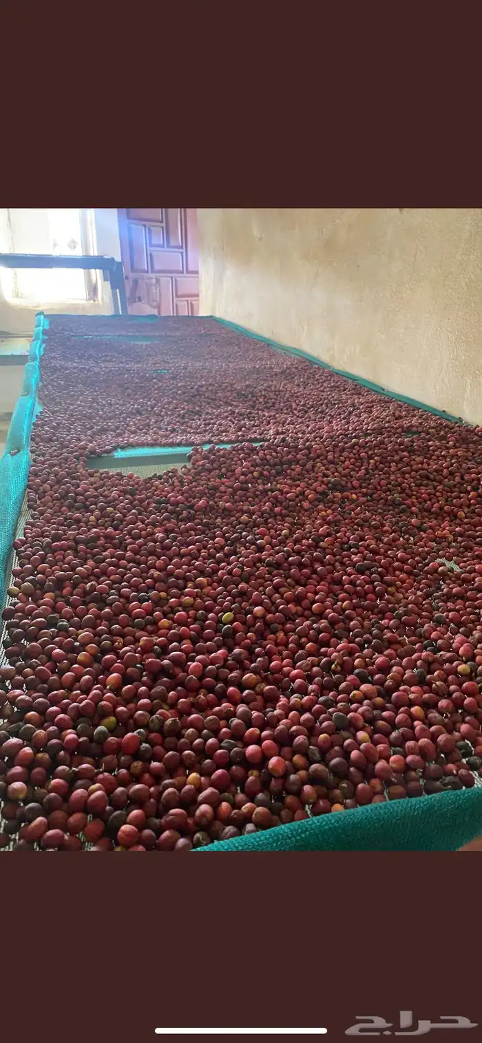 بن خولاني للبيع 16