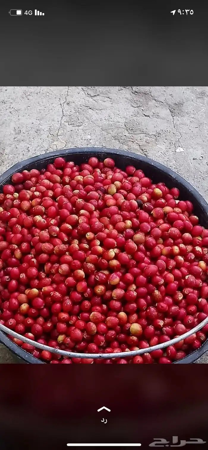 بن خولاني للبيع 11