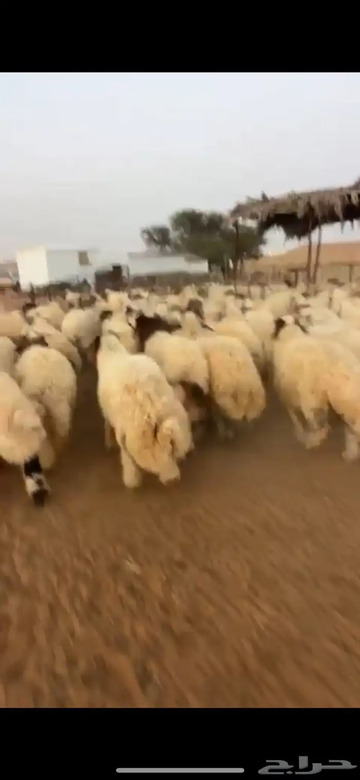 ذبيحتك لحد باب بيتك نعيمي نجدي حري تيوس بلدي سواكن مرابي 13