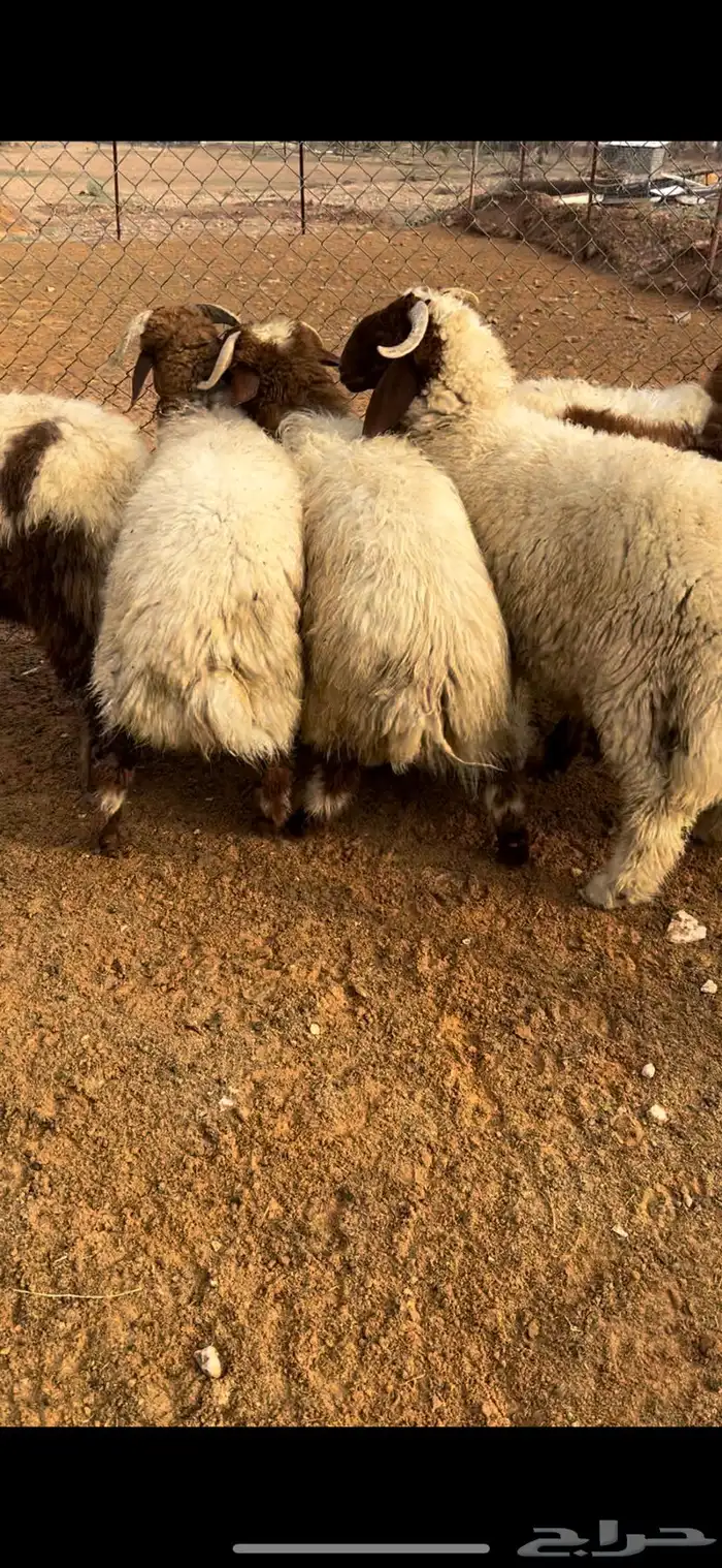 ذبيحتك لحد باب بيتك نعيمي نجدي حري تيوس بلدي سواكن مرابي 1