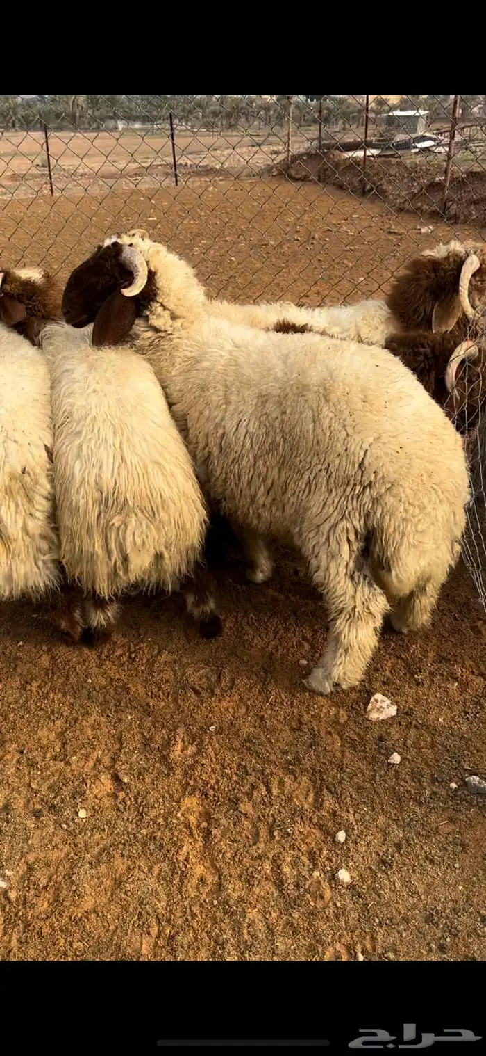 ذبيحتك لحد باب بيتك نعيمي نجدي حري تيوس بلدي سواكن مرابي 0