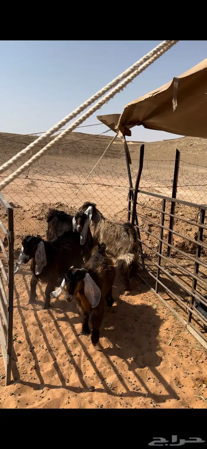 ذبيحتك لحد باب بيتك نعيمي نجدي حري تيوس بلدي سواكن مرابي 17