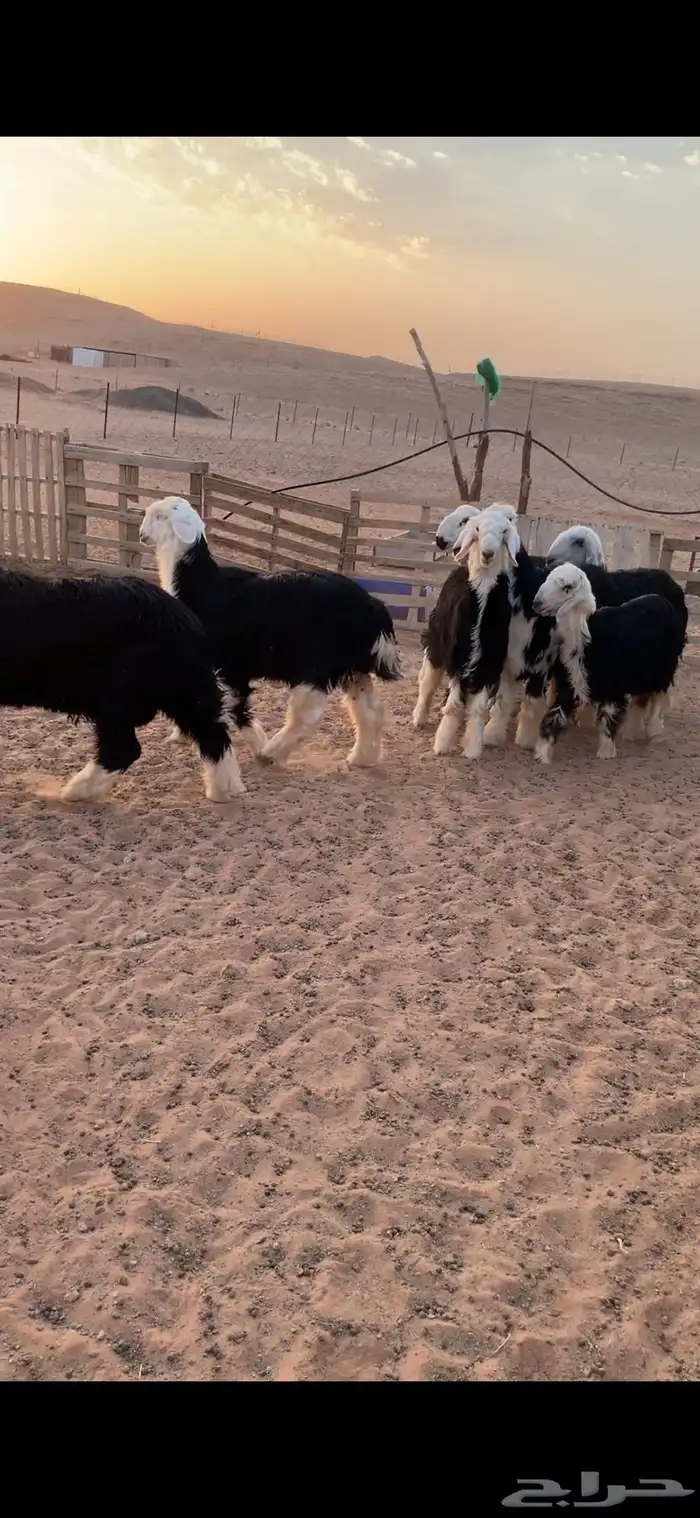 ذبيحتك لحد باب بيتك نعيمي نجدي حري تيوس بلدي سواكن مرابي 8