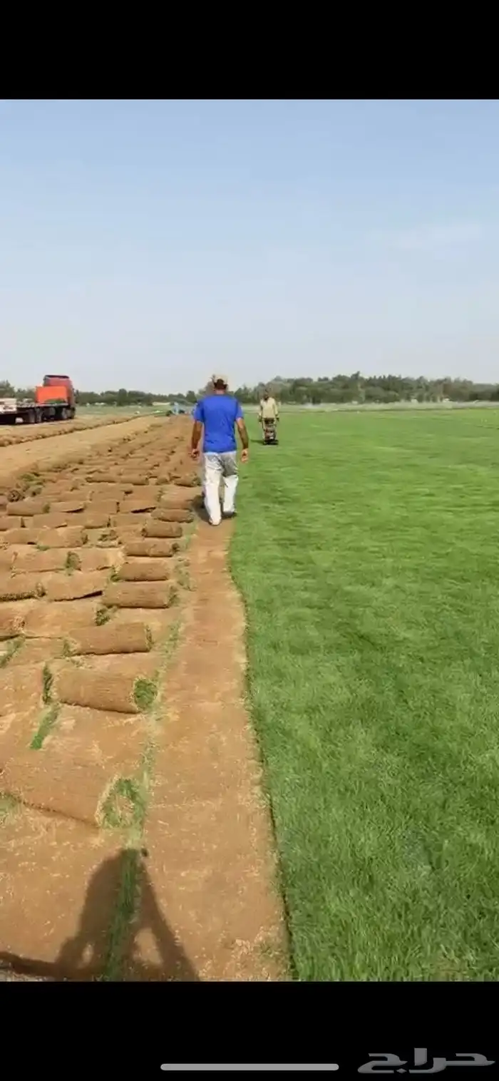 نجيله عشب طبيعي ثيل 27