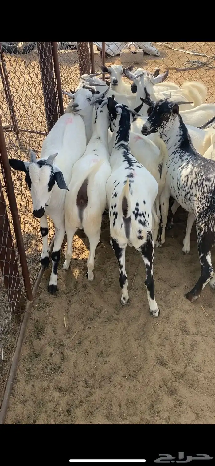 تيوس مناسبات 1