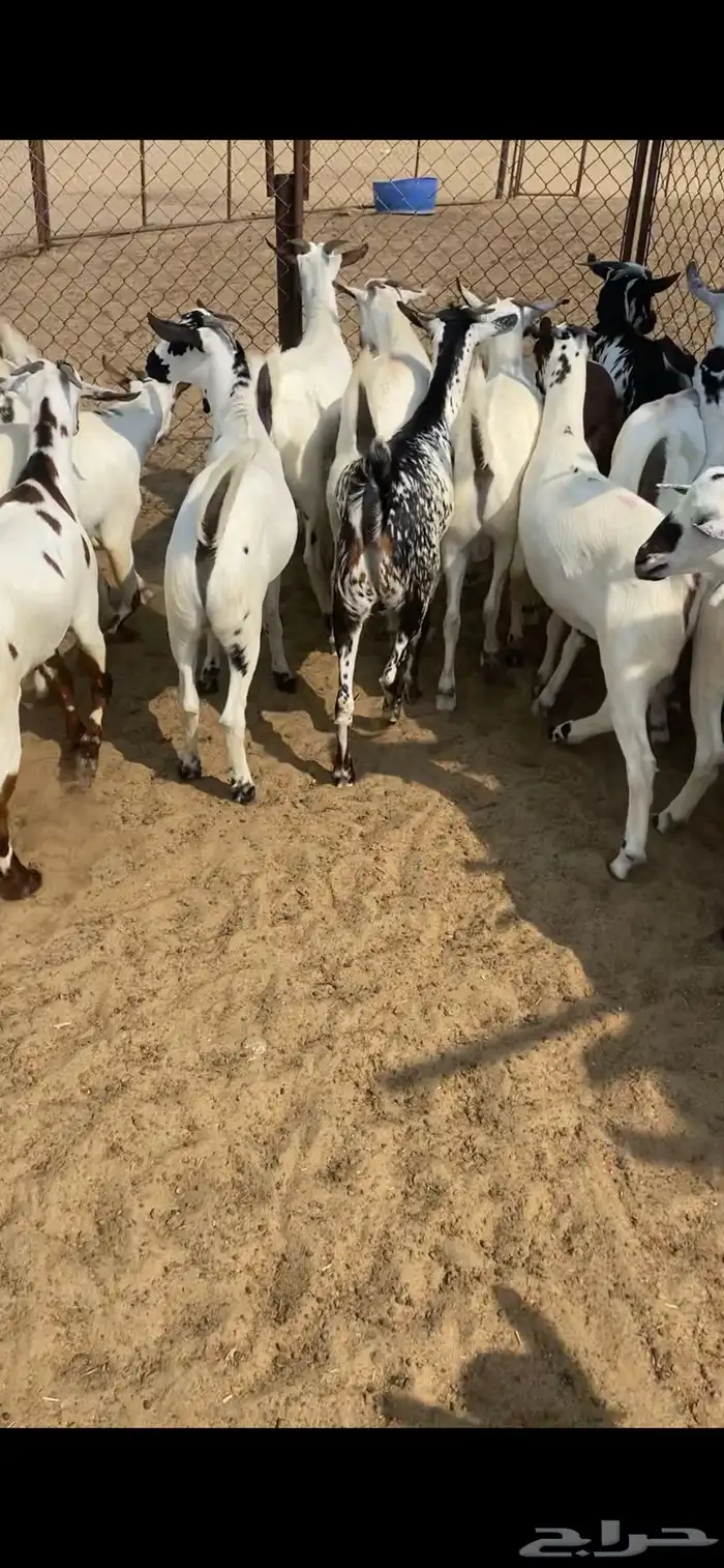 تيوس مناسبات 0