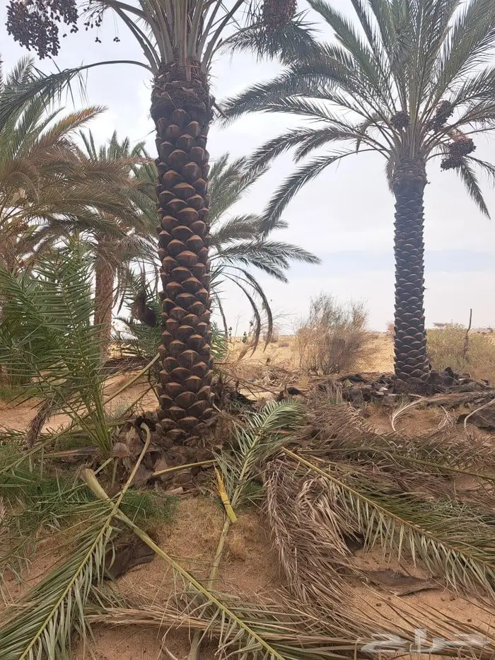 نقوم بتوريد وزراعه جميع انواع النخيل 1