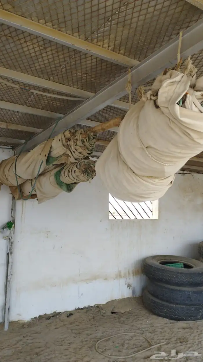 خيمه اسمها الصباحيه 6