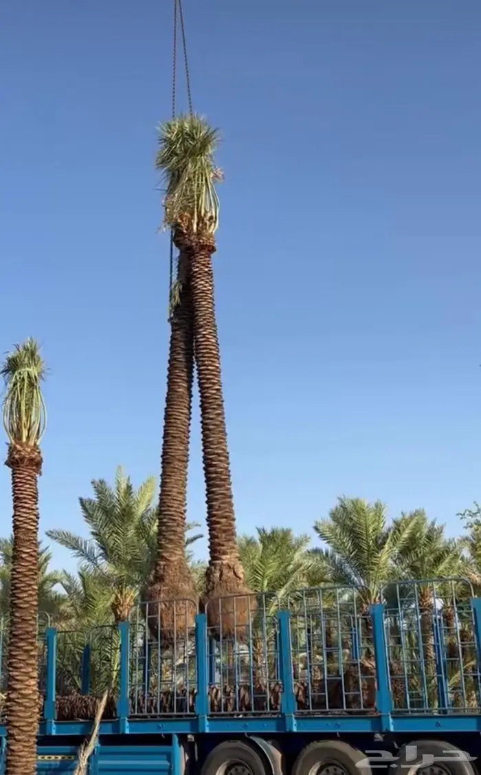نقوم بتوريد وزراعه جميع انواع النخيل 4