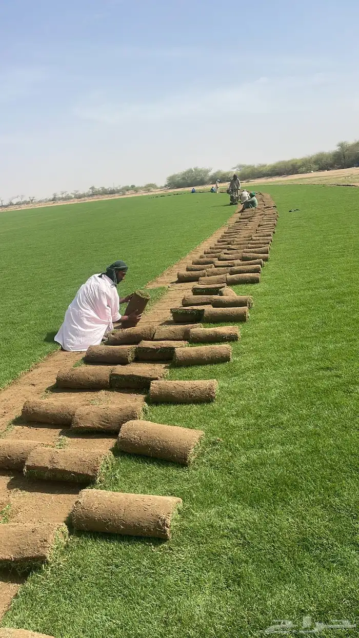 نجيل طبيعي c2000 2