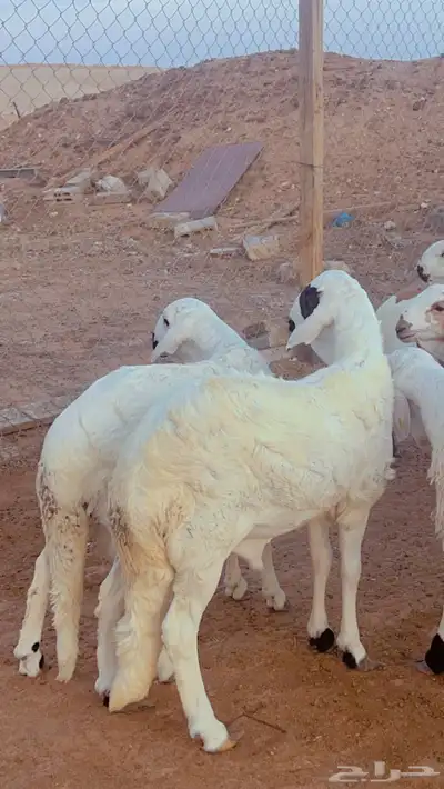 طليان سواكن مرابي5 شهور فل شحم 4