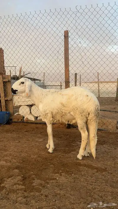 طليان سواكن مرابي5 شهور فل شحم 0