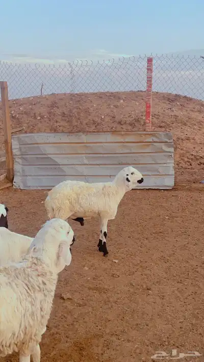 طليان سواكن مرابي5 شهور فل شحم 5