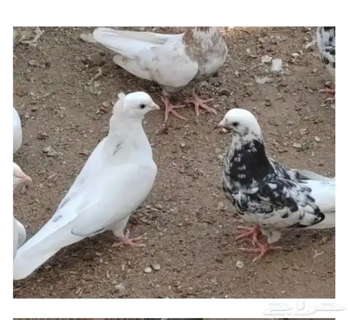 قطايف صنف للبيع العدد 26 1