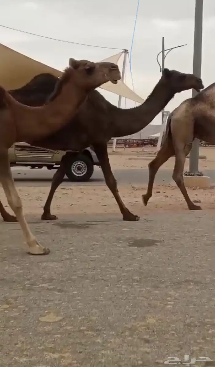 ابل جمله ضرايب والقحات 2