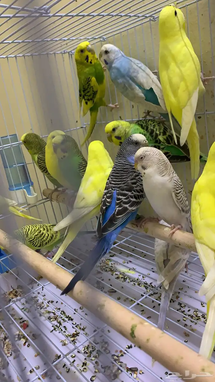 اناثي بادجي جاهزه للأنتاج ( تم البيع ) 4