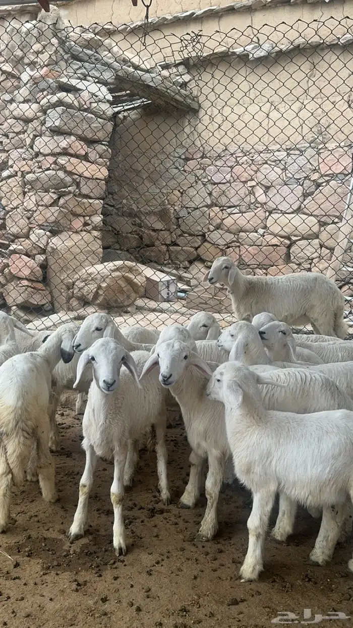 ضان صنف متابيع ودفيع ( تم البيع ) 10