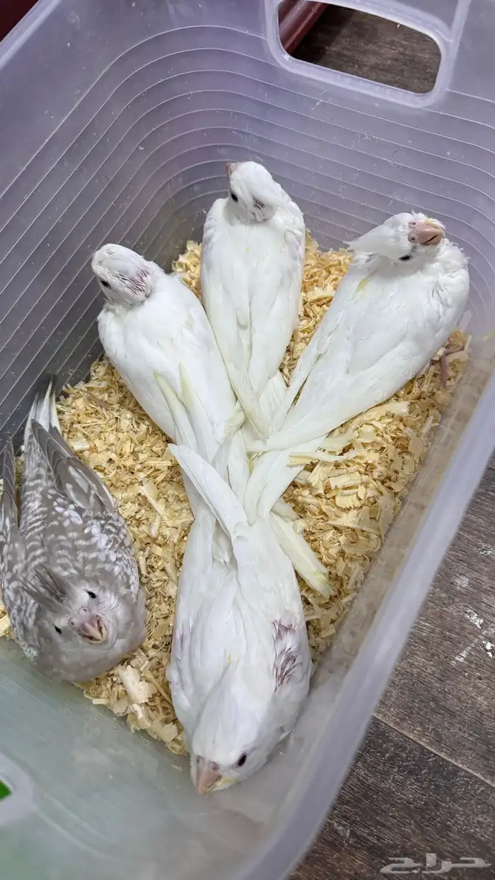 5 فروخ كروان غر 2