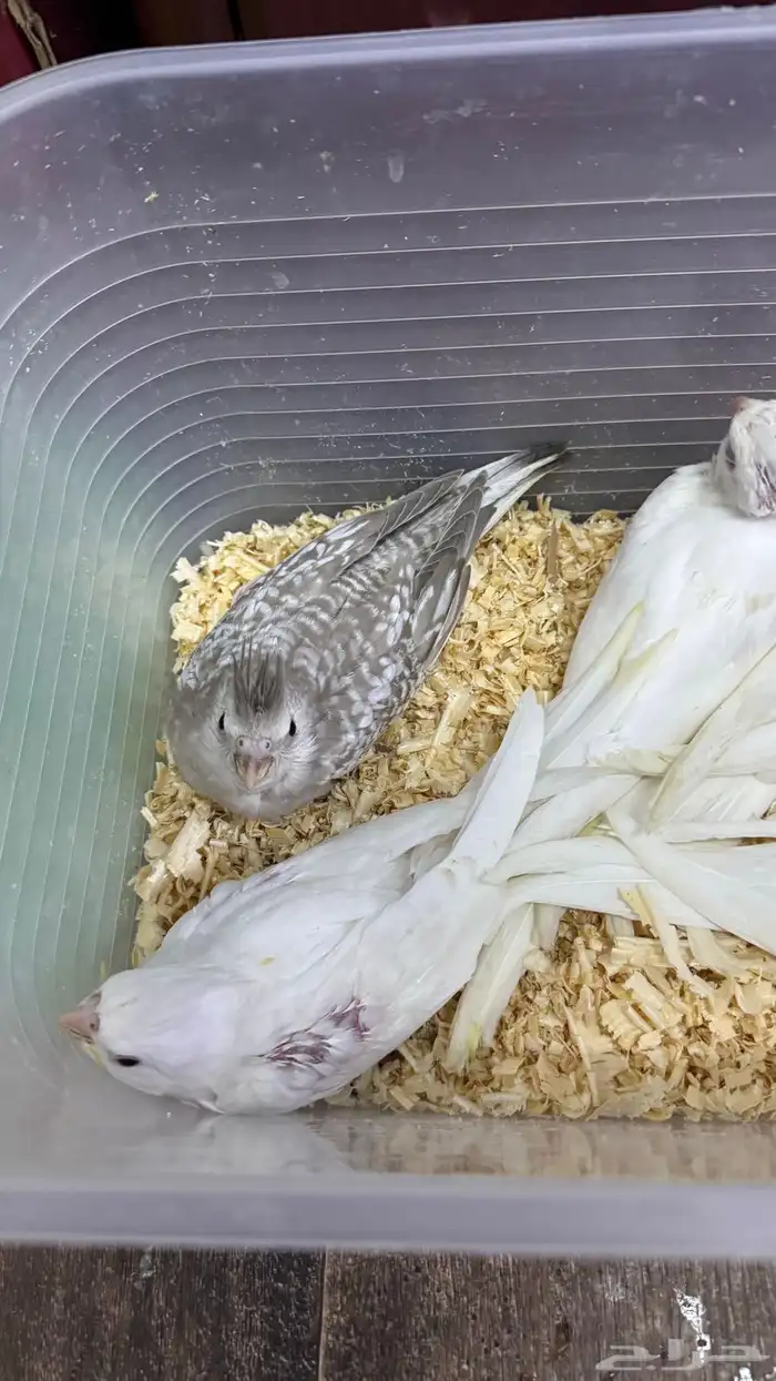 5 فروخ كروان غر 1