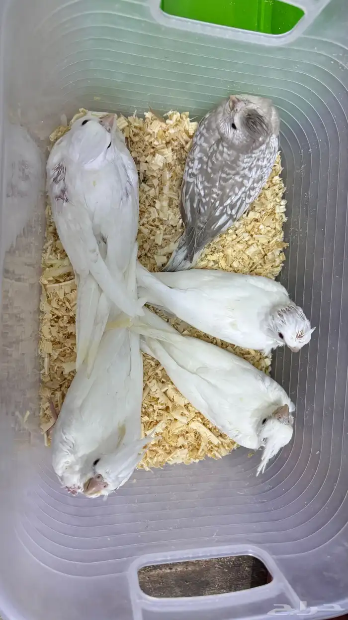 5 فروخ كروان غر 0