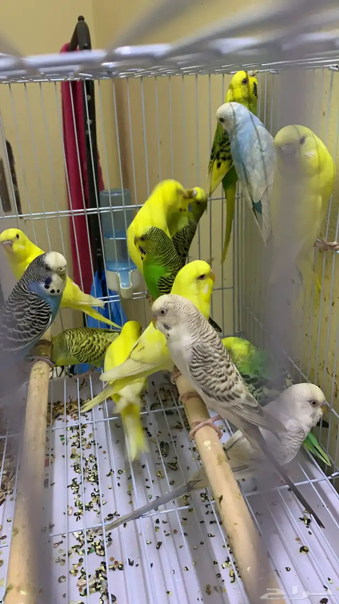 اناثي بادجي جاهزه للأنتاج ( تم البيع ) 3