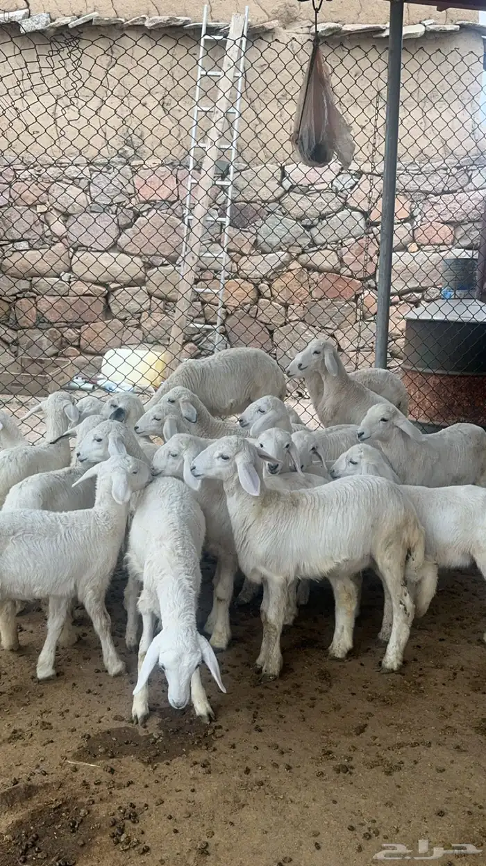 ضان صنف متابيع ودفيع ( تم البيع ) 9