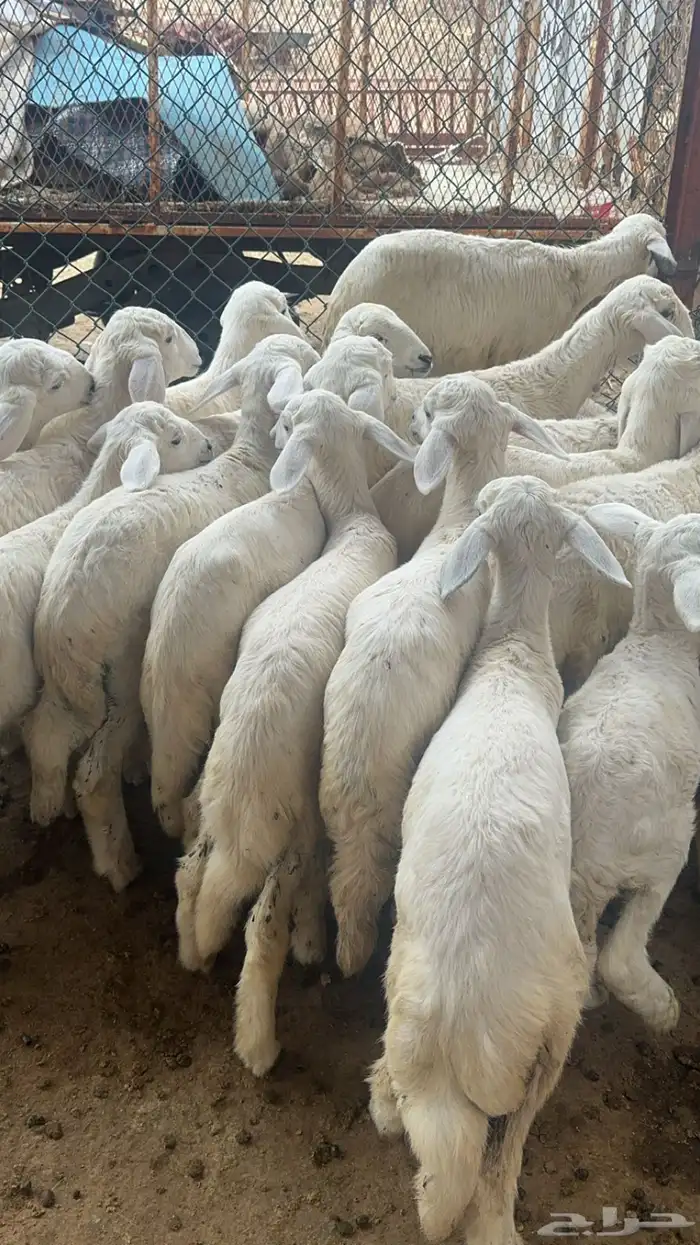 ضان صنف متابيع ودفيع ( تم البيع ) 11