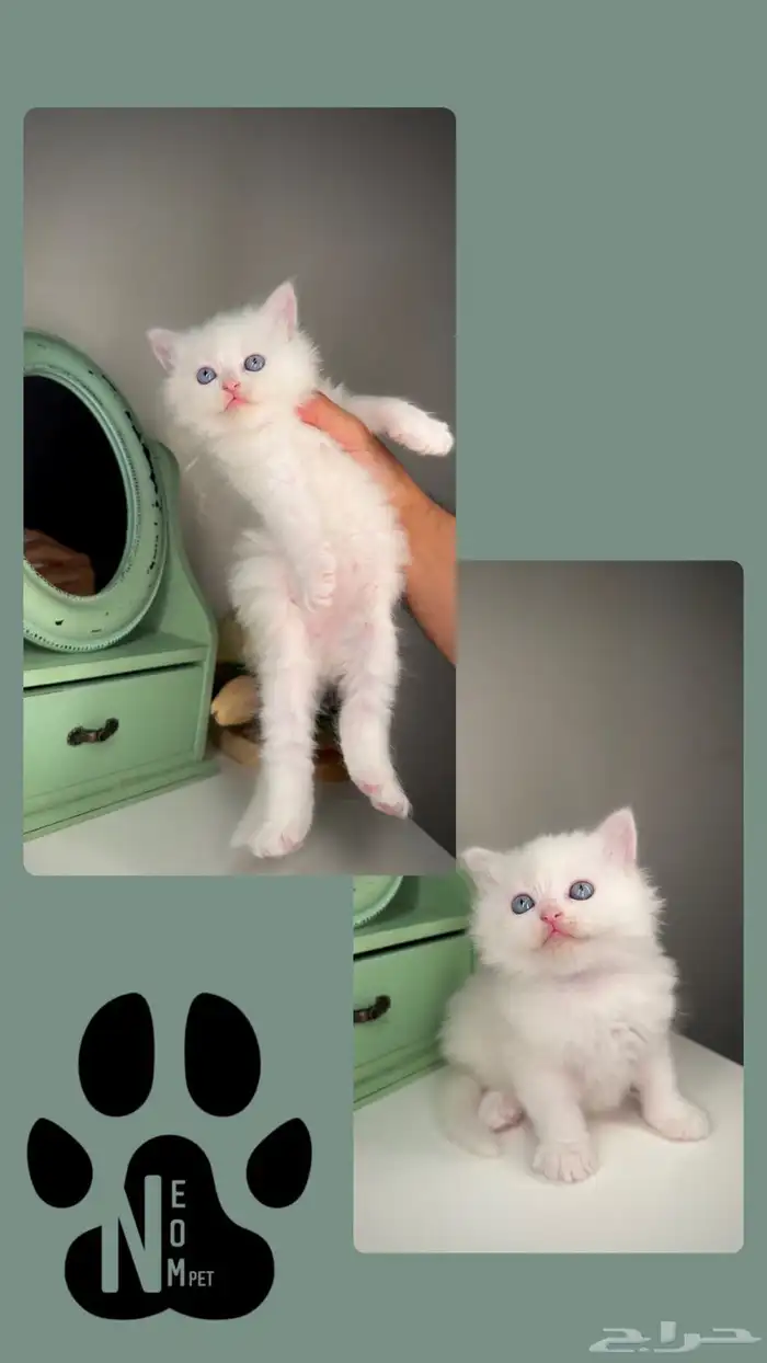 كيتن سكوتش فولد ستريت قطه بسه انثى ذكر قطط للبيع جدة الطايف 7