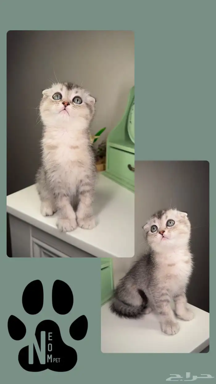 كيتن سكوتش فولد ستريت قطه بسه انثى ذكر قطط للبيع جدة الطايف 3