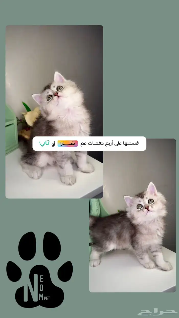 كيتن سكوتش فولد ستريت قطه بسه انثى ذكر قطط للبيع جدة الطايف 1