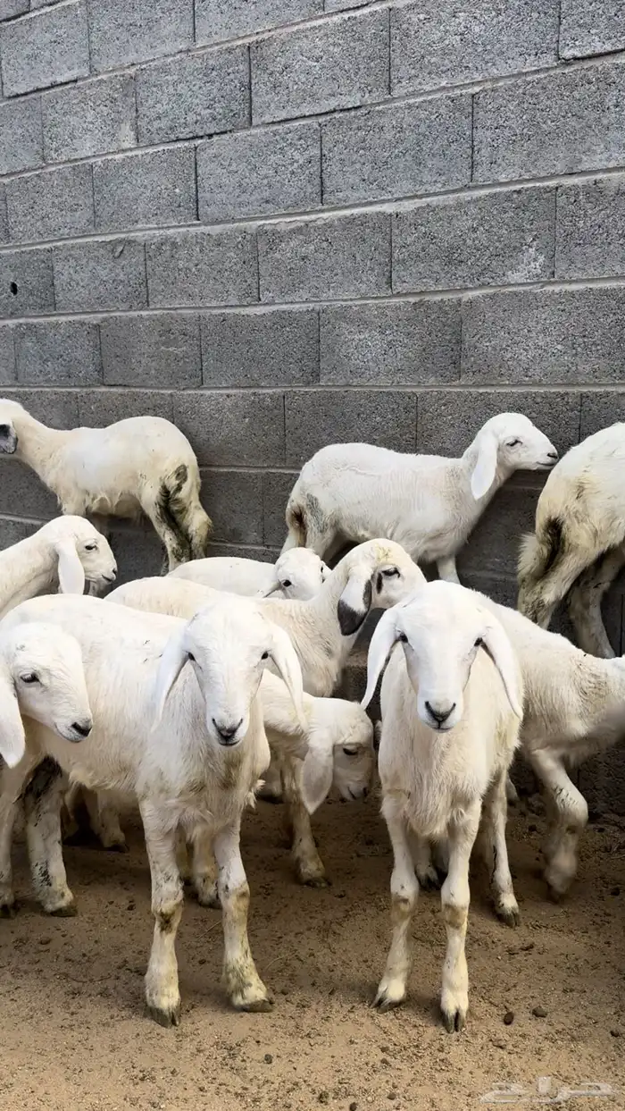 ضان صنف متابيع ودفيع ( تم البيع ) 12