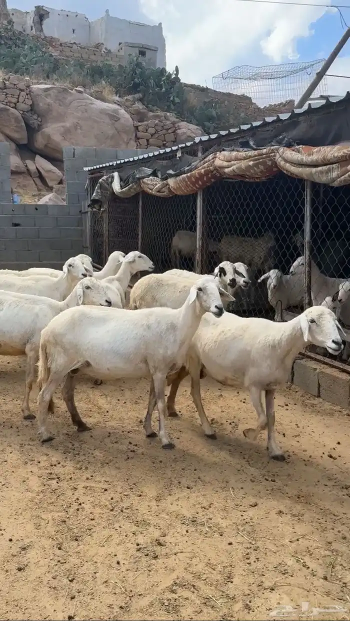 ضان صنف متابيع ودفيع ( تم البيع ) 1