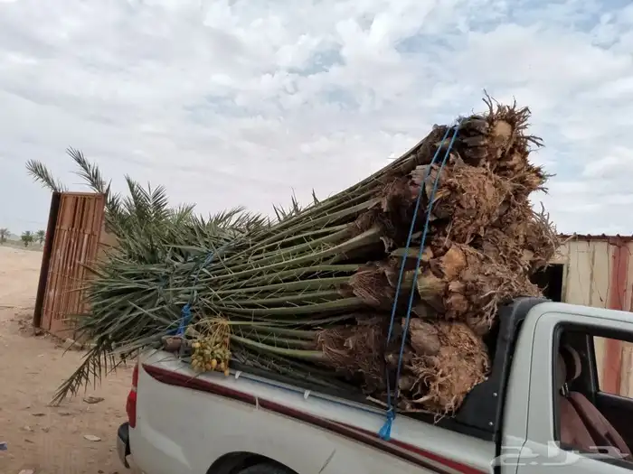 ابو عدنان التوريد جميع انواع انخيل التواصل مع 0