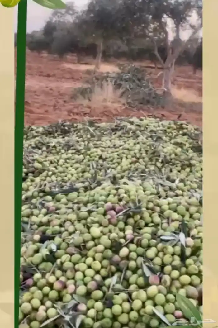 زيت زيتون انتاج شخصي وزعتر حق هذي السنة كثافة عالية 6